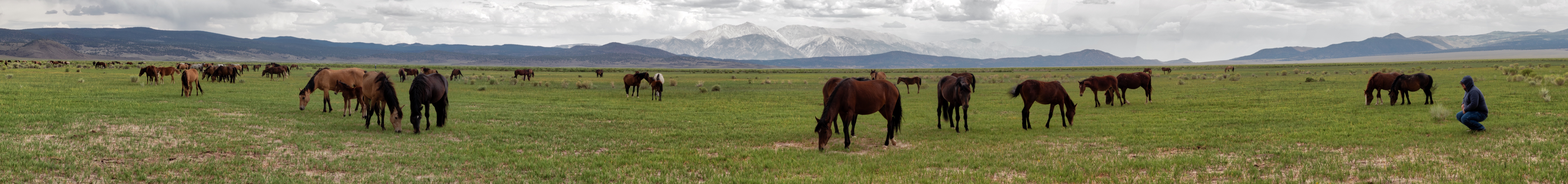 Wild Mustangs